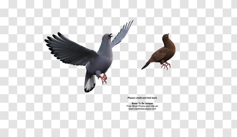 Duck Columbidae Rock Dove Bird Parrot Transparent PNG