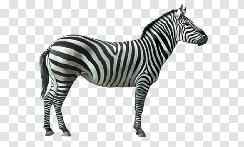 Burchell's Zebra Stripe Quagga Horse - Plains Transparent PNG