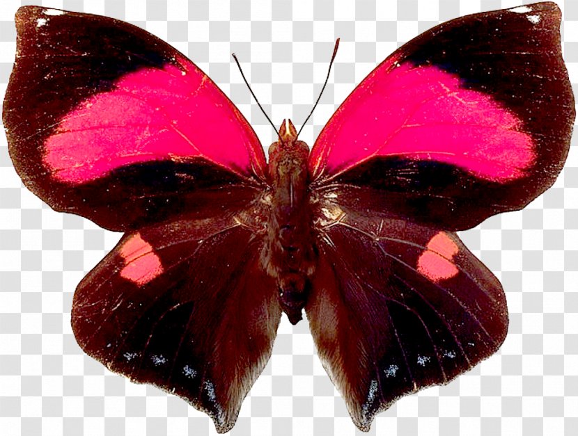 Butterfly Papillon Dog Insect - Butterflies And Moths - Butterfly,insect,specimen Transparent PNG