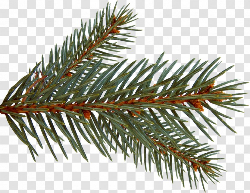 Spruce Painting Photography Clip Art - Conifer - Branches Transparent PNG