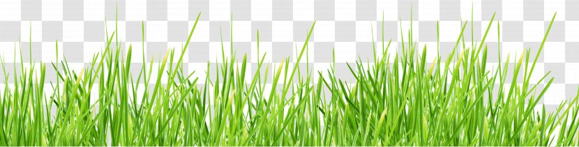 Lawn Stock Photography Shutterstock - Art Deco - Grass Image Green Picture Transparent PNG