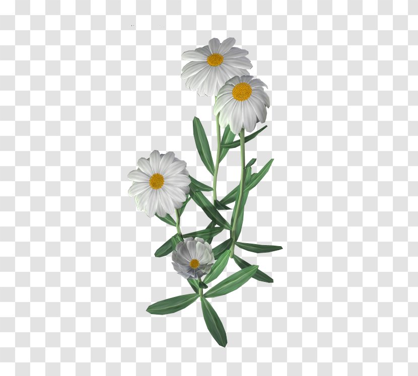 Flower Common Daisy Clip Art - Miss Mundo Nicaragua Transparent PNG