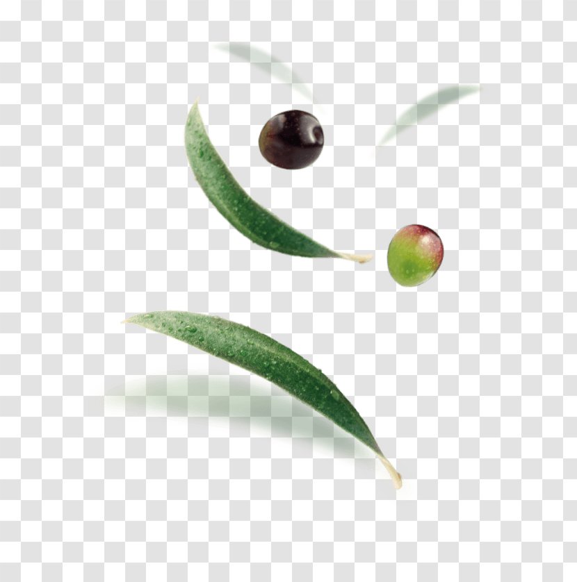 Tapenade Olive Madama Oliva S.r.l. Snack Lupin Bean - Leadership Transparent PNG