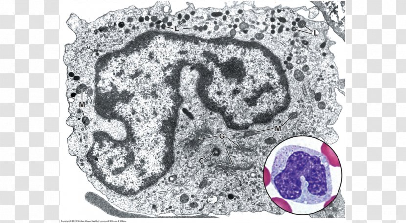 Monocyte Macrophage Electron Microscope Blood - Heart Transparent PNG