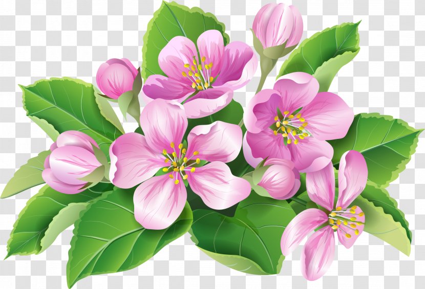 Flower Blossom - Branch - Geranium Transparent PNG