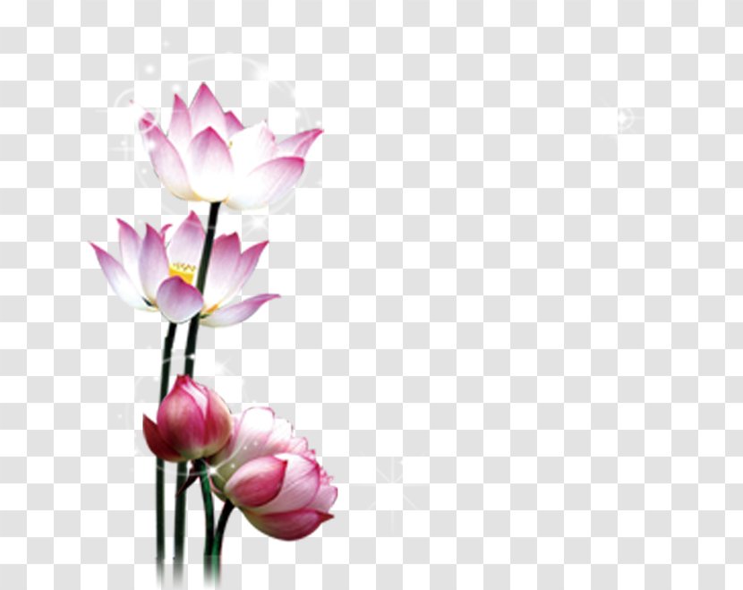 Lotus - Trajectory - Petal Transparent PNG