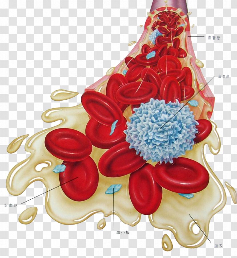 Hematology Hematologic Disease Medicine Research - Flower - Medical Blood Cell Graphics Transparent PNG