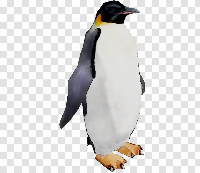 King Penguin Beak - Bird - Gentoo Transparent PNG