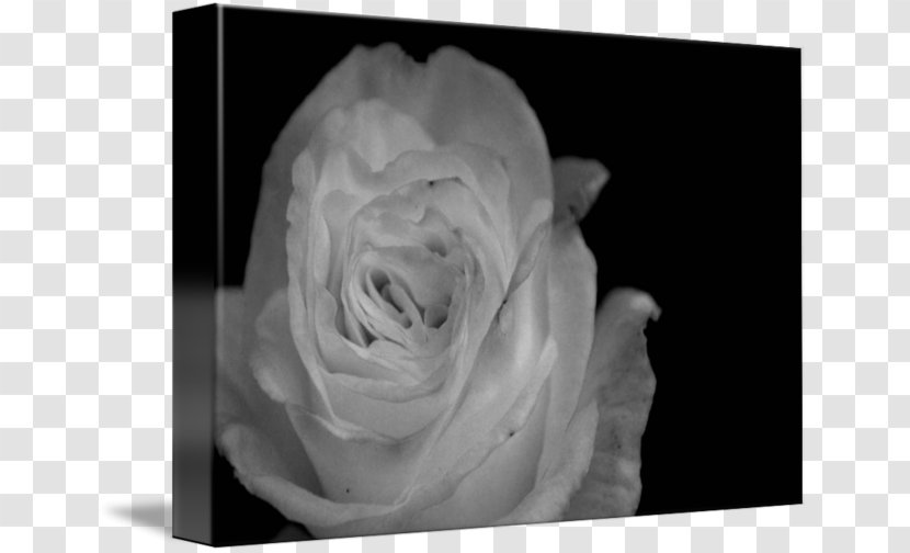 Still Life Photography Desktop Wallpaper White Transparent PNG