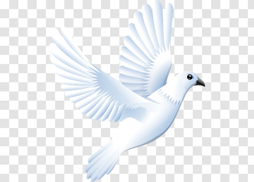 Columbidae Doves As Symbols Clip Art - Neck Transparent PNG