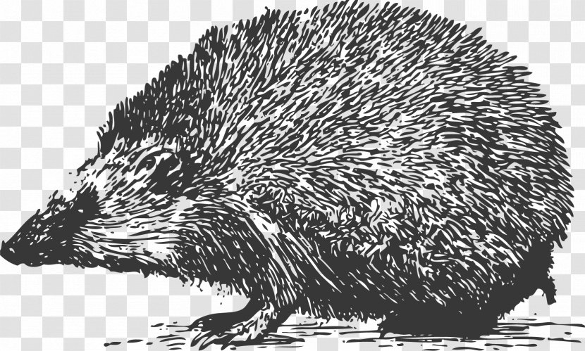 Domesticated Hedgehog Black And White Grayscale - Mammal - Carved Transparent PNG