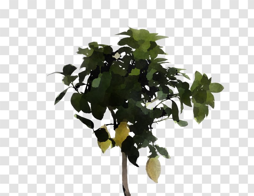 Plant Flower Leaf Tree Houseplant - Stem - Flowerpot Transparent PNG