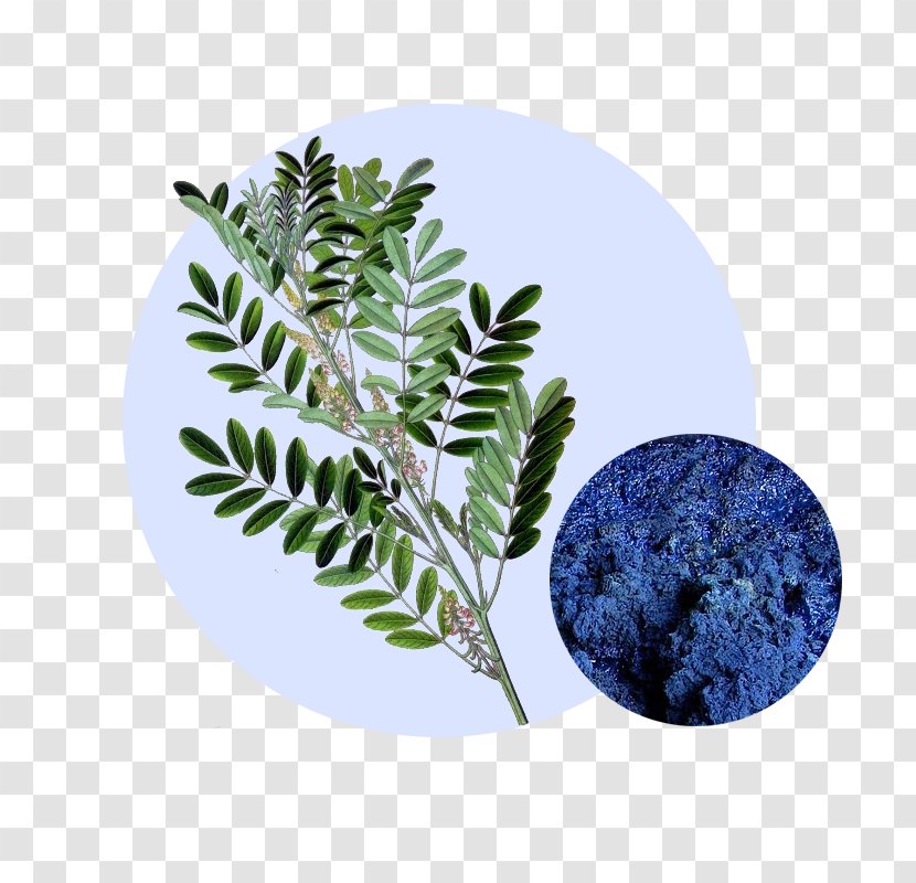 Indigofera Tinctoria Suffruticosa Indigo Dye Natural - Curcuma Transparent PNG