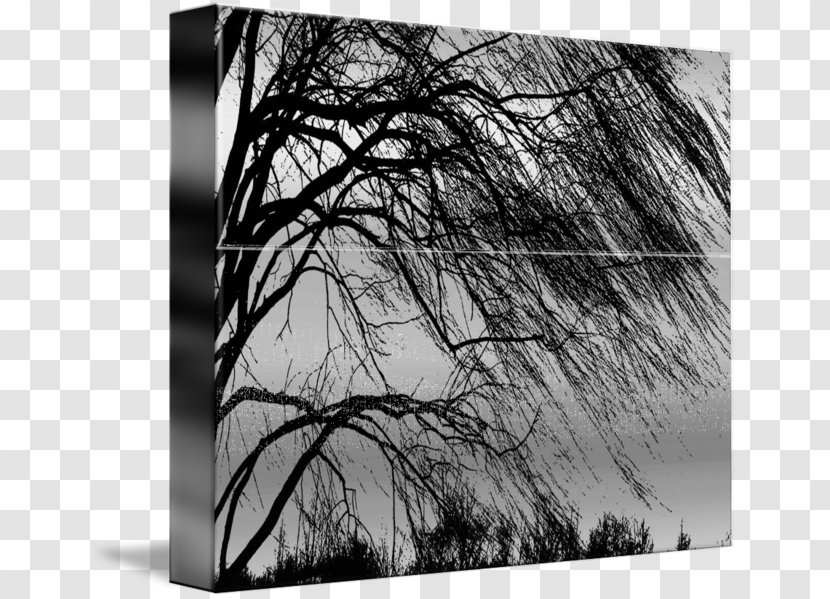 Tree Weeping Willow Woody Plant Trunk Transparent PNG