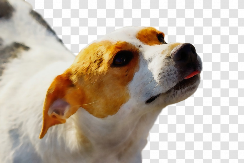 Beagle English Foxhound Parson Russell Terrier Jack Russell Terrier Snout Transparent PNG