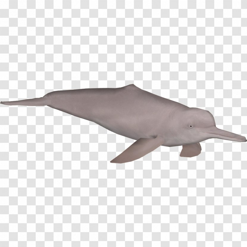 Whale Cartoon - Blue - Humpback Transparent PNG