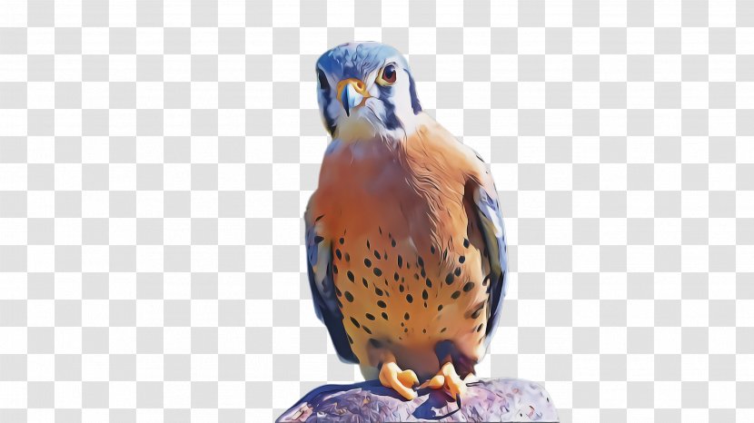 Bird Of Prey Beak Peregrine Falcon - Barn Owl - Sharp Shinned Hawk Falconiformes Transparent PNG