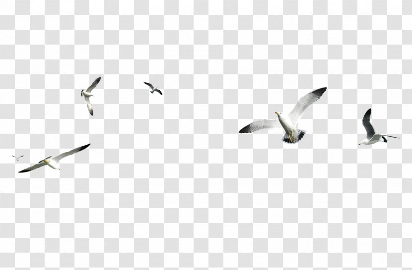 Gull - Shorebird - Flock Transparent PNG