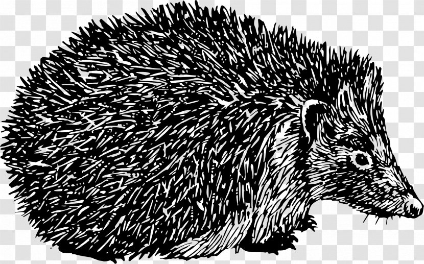 Domesticated Hedgehog Porcupine Black And White Spine Transparent PNG