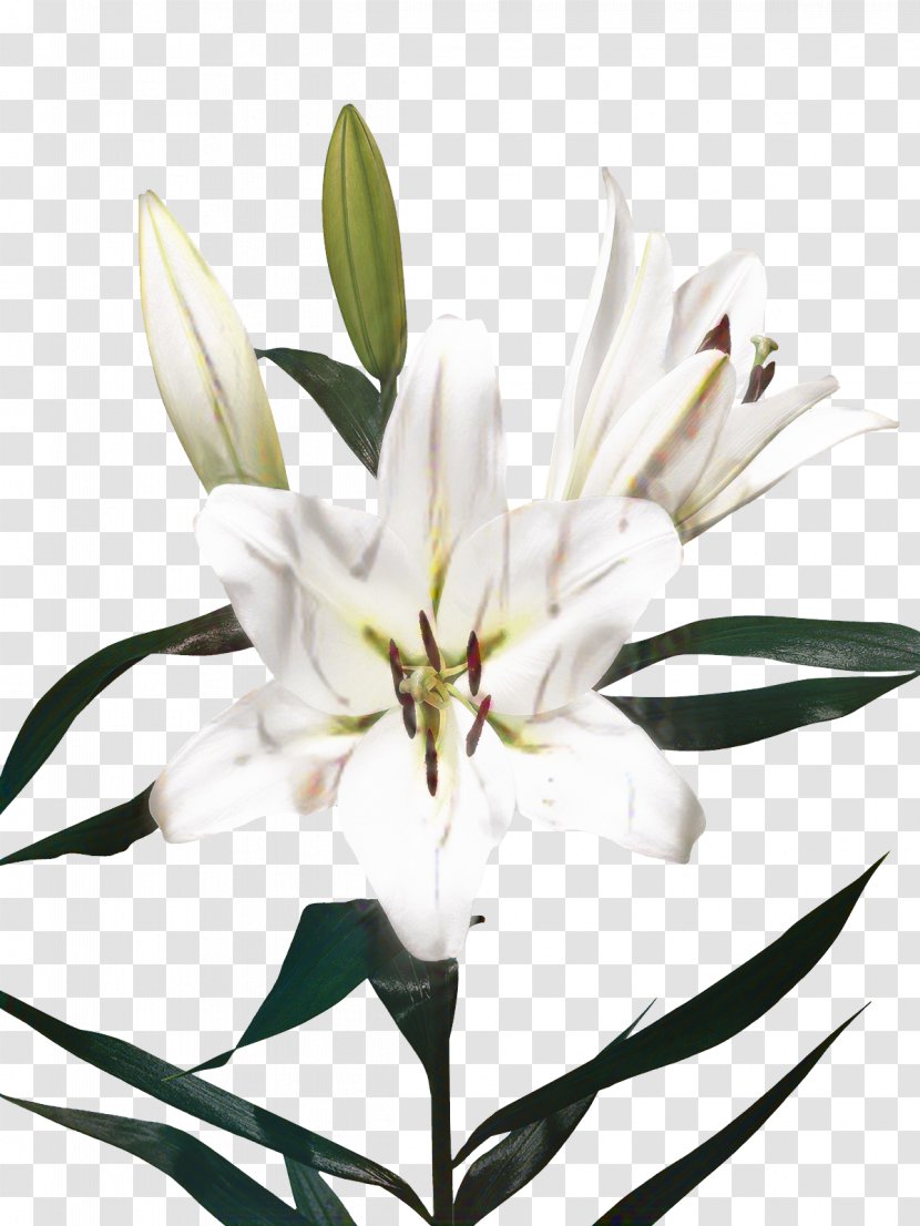 Black And White Flower - Crinum - Wildflower Pedicel Transparent PNG