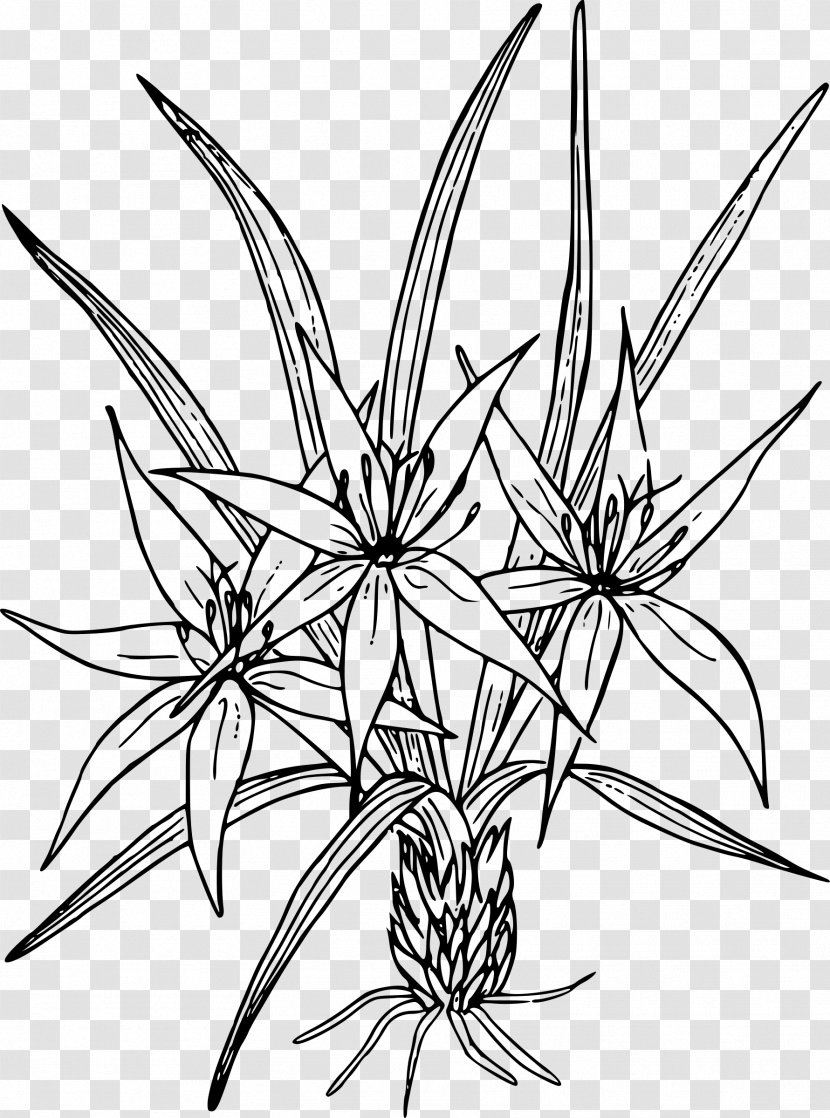 Line Art Drawing Clip - Lily Of The Valley Transparent PNG