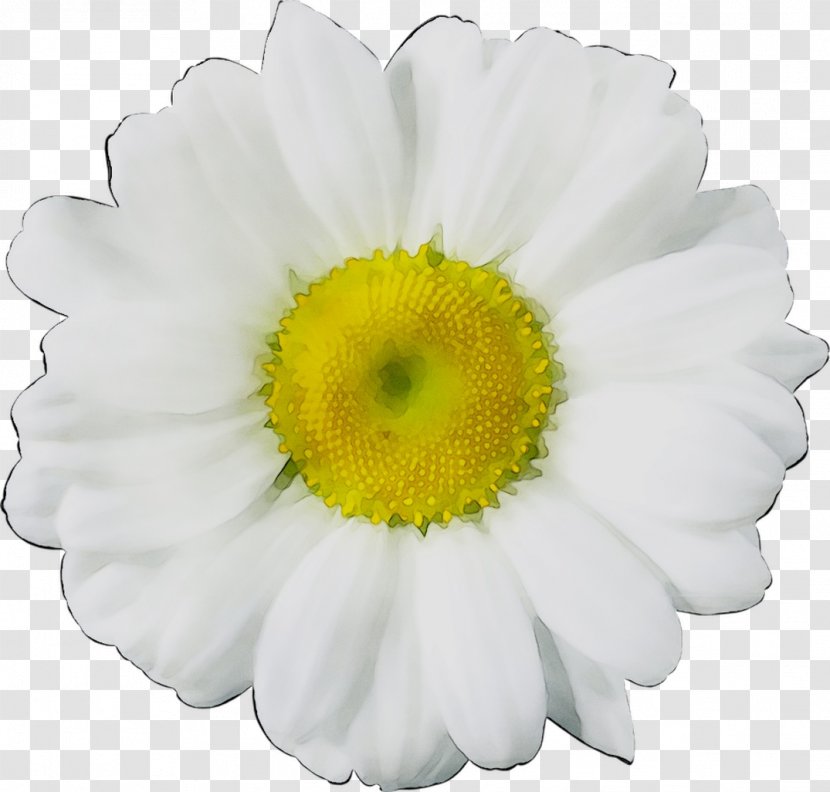 Common Daisy Flower Floral Design Image Chrysanthemum - Gerbera - Cut Flowers Transparent PNG