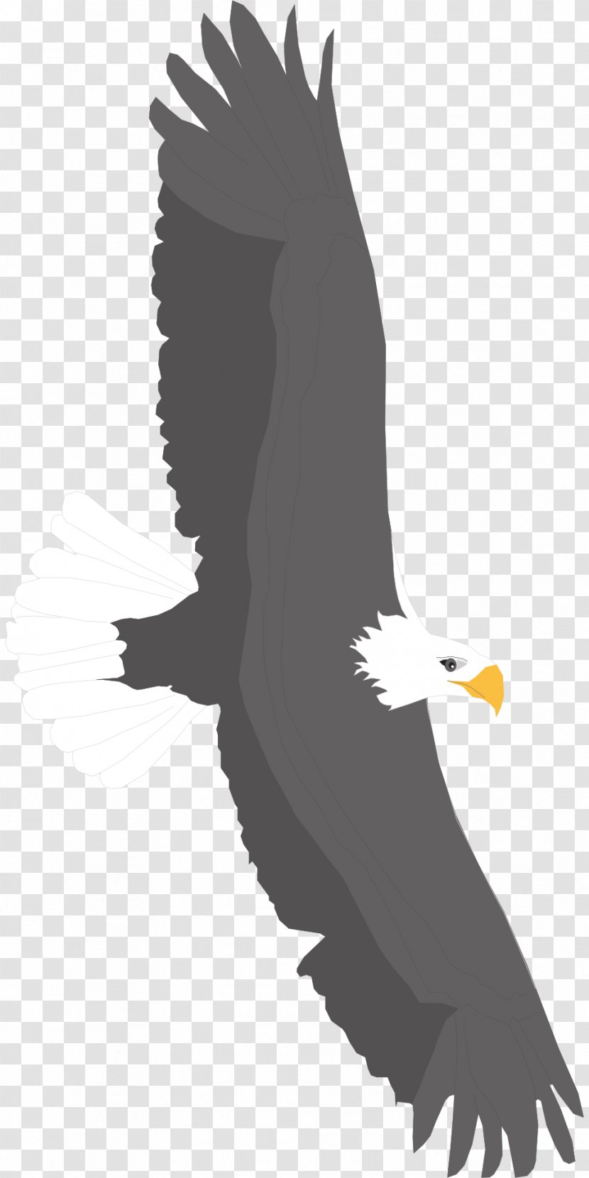 Bald Eagle Bird Golden Clip Art - American Transparent PNG
