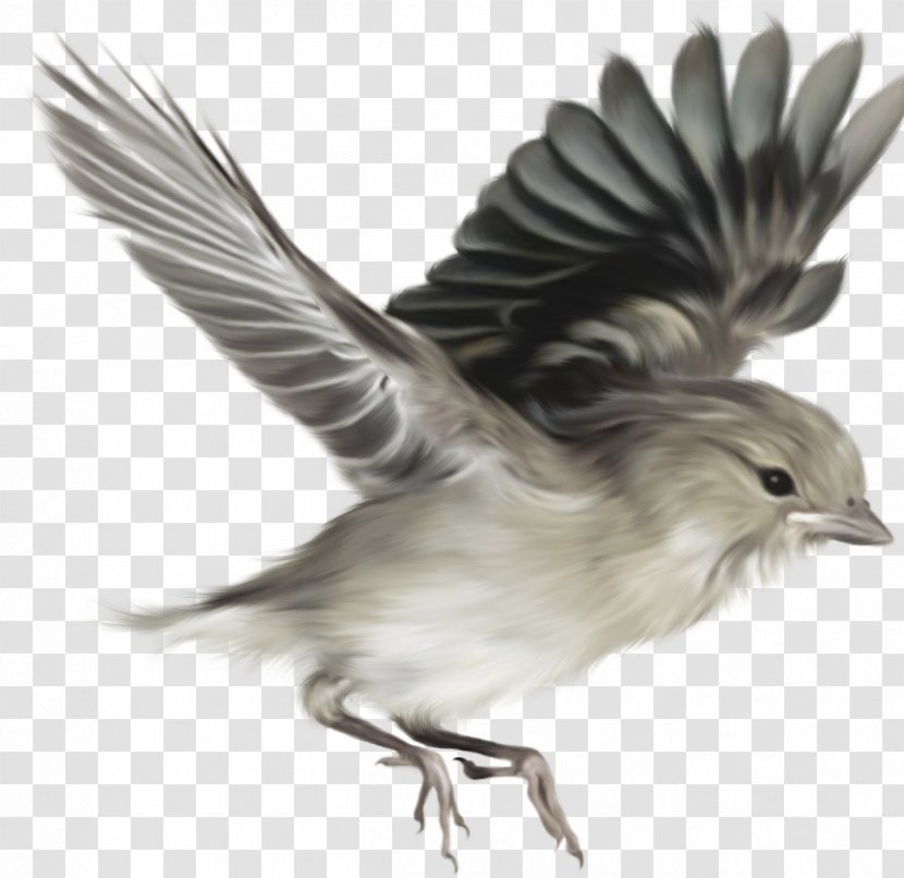Bird Nature Ecology Clip Art - Wing - Sparrow Transparent PNG
