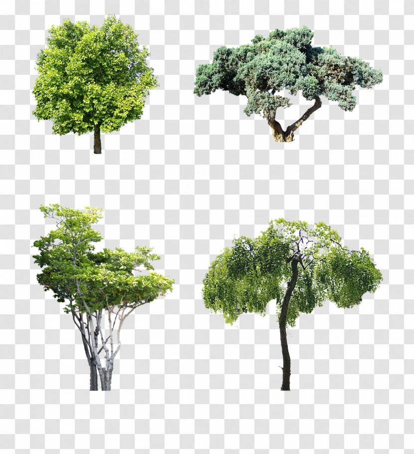 Macrophanerophytes Shrub Garden Tree Motoevakuator - Groundcover - Winter Trees Transparent PNG