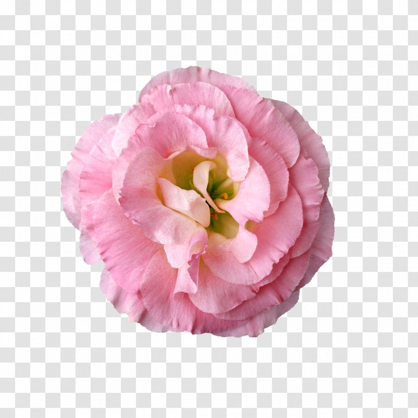 Flower Clip Art - Rose Family Transparent PNG