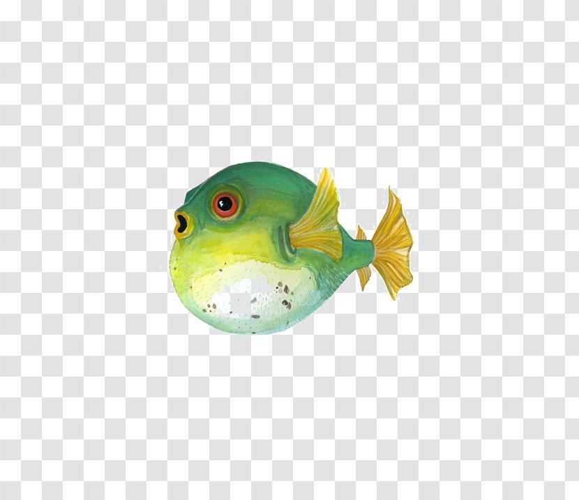Fugu Painted Fish Painting Illustration - Puffer Transparent PNG