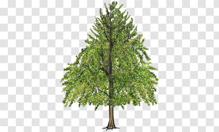 Tree American Sweetgum Branch Leaf Fir - Larch - Ginkgo Transparent PNG
