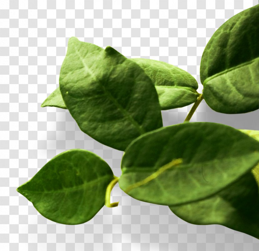 Tea Leaf - Plant - Beautiful Fresh Leaves Transparent PNG