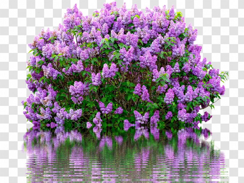 Common Lilac Shrub Flower Garden - Bush Transparent PNG