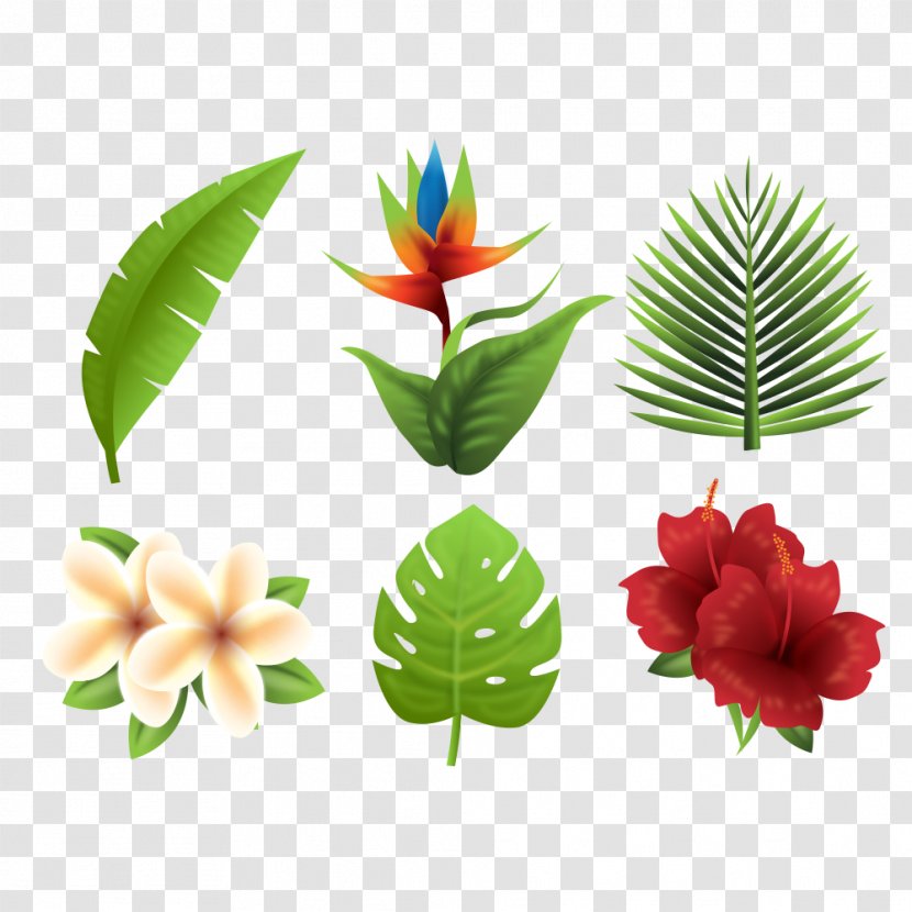 Flower - Flowerpot - Tropical Plants Transparent PNG