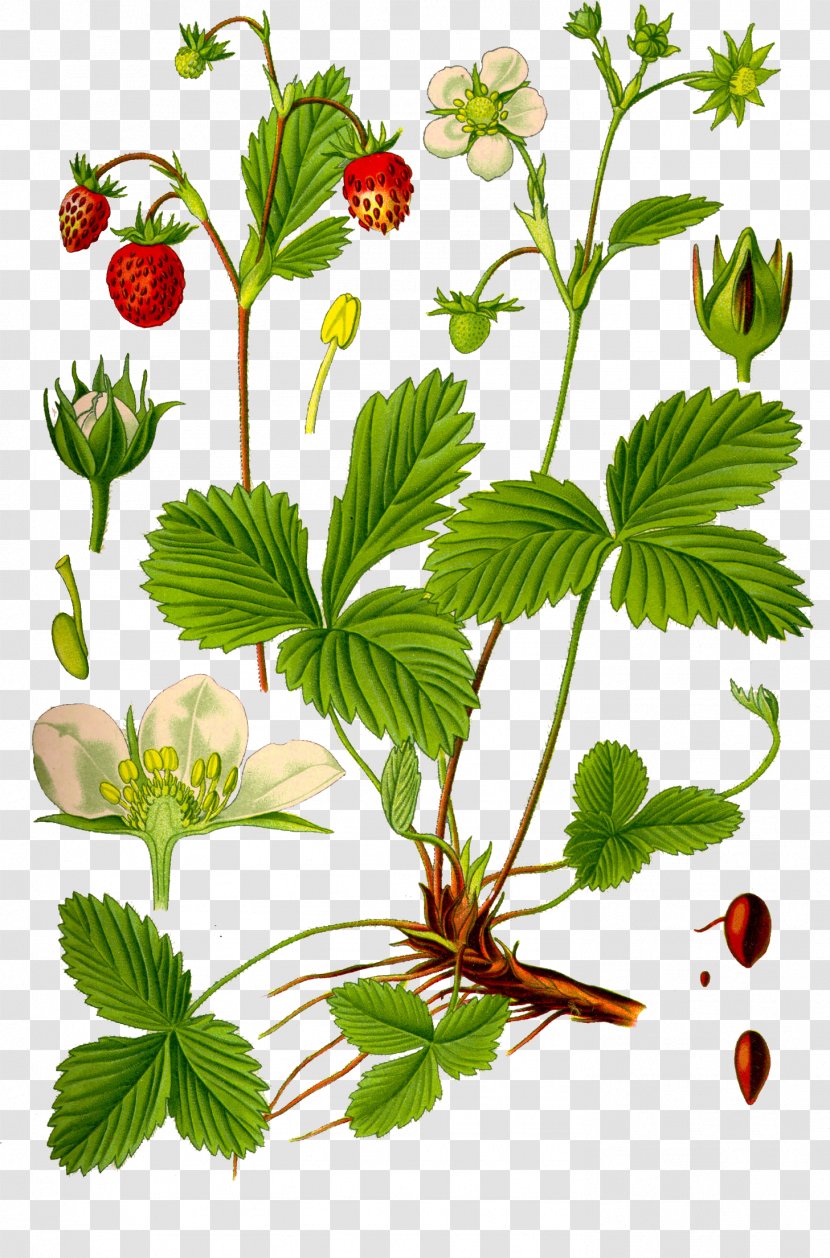 Wild Strawberry Virginia Tea Rose Family - Wildflower - Walnut Tree Transparent PNG