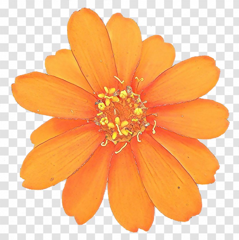 Orange - Flowering Plant - Gerbera Daisy Family Transparent PNG