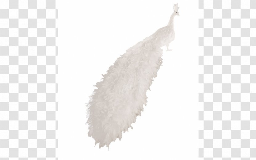 Feather - White Peacock Transparent PNG