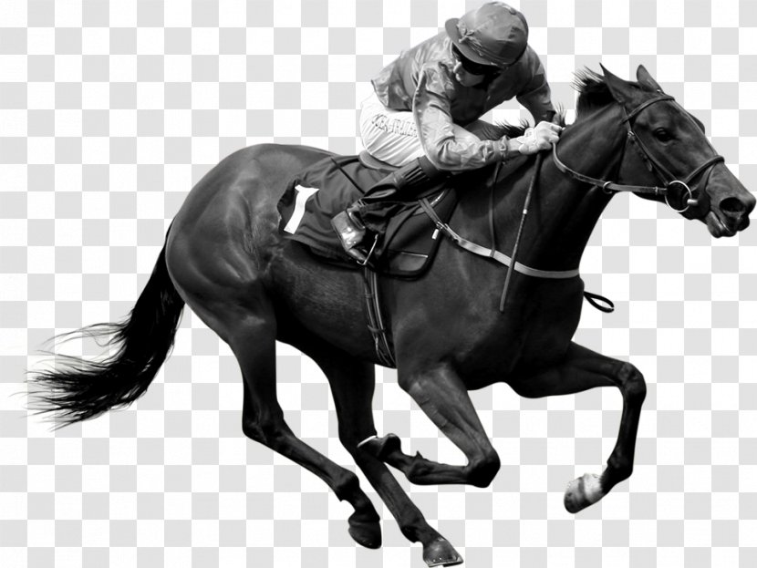 Hunt Seat Stallion Horse Jockey Rein - Black And White Transparent PNG