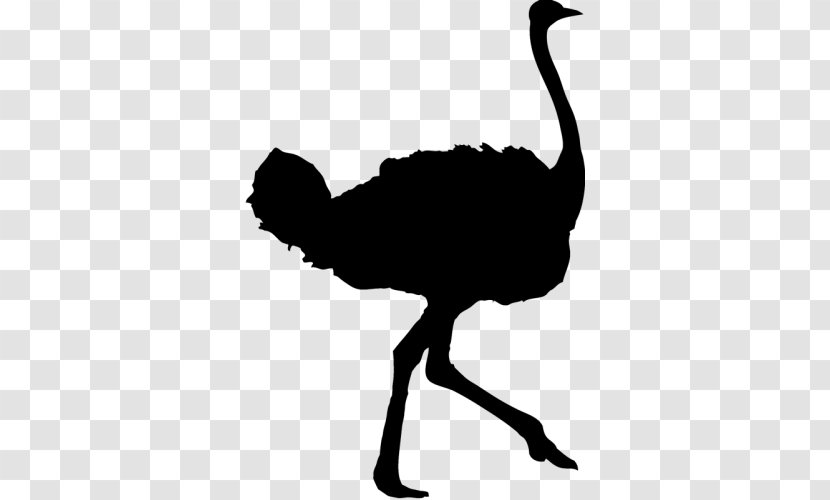 Common Ostrich Bird Silhouette - Stock Photography - Emu Transparent PNG