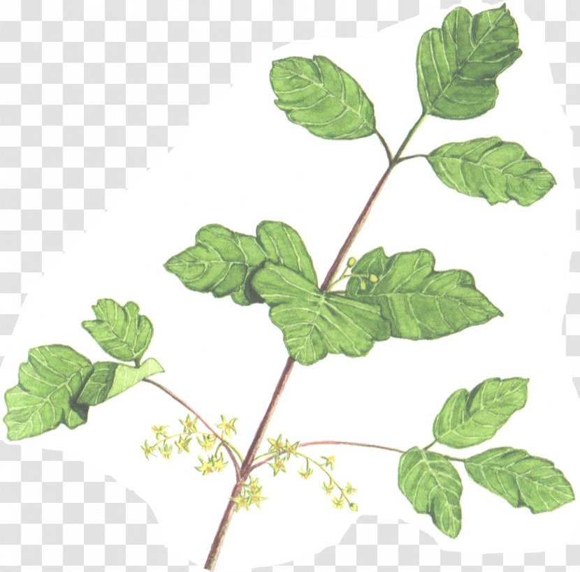 Herbalism Leaf Plant Stem Branching - Herb Transparent PNG