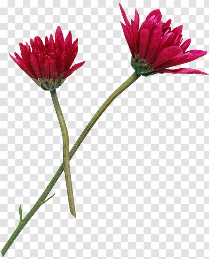 Flower Photography Clip Art - Chrysanths - Chrysanthemum Transparent PNG