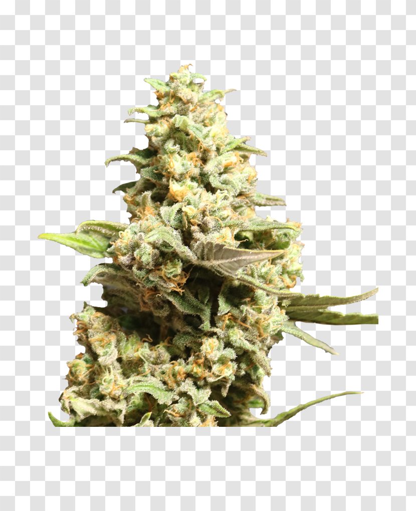 Flower Seeds By Francis Kwong Growbarato.net Grow Shop Cannabis - Bud Transparent PNG