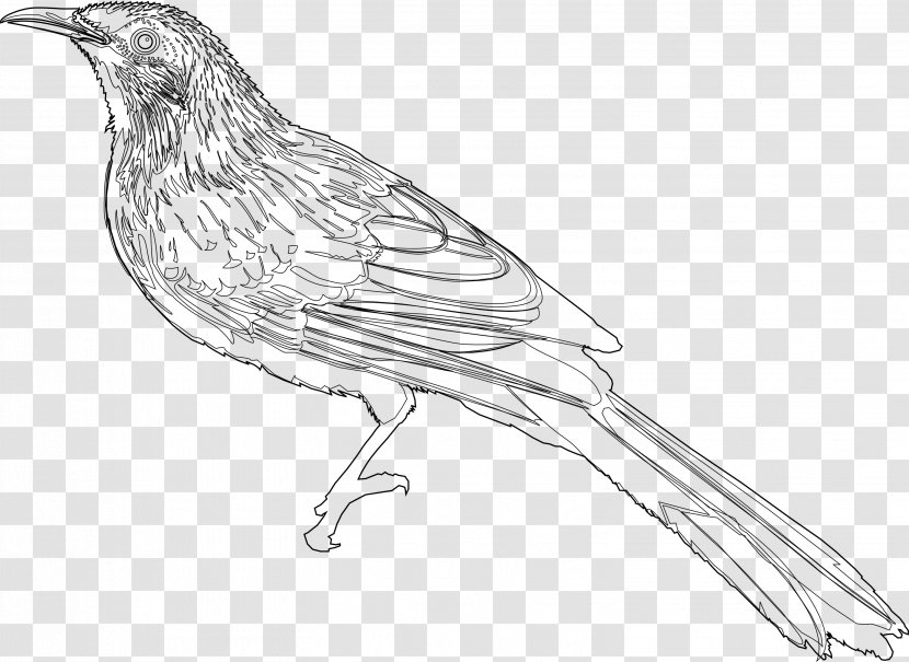Little Wattlebird Drawing Line Art Sketch - Beak - Wattle Transparent PNG