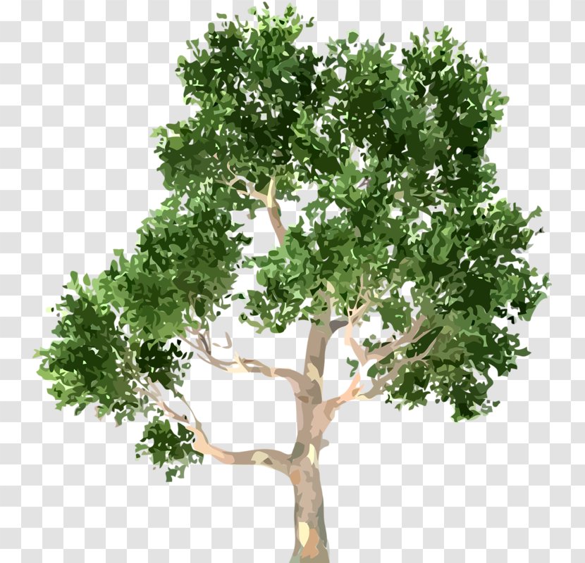 Tree - Forest - Branch Transparent PNG