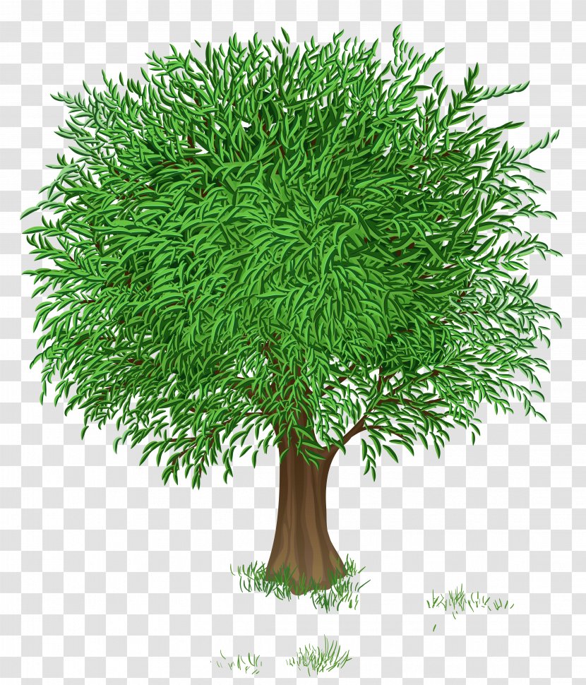 Tree Green Branch Clip Art - Spring - Transparent Transparent PNG