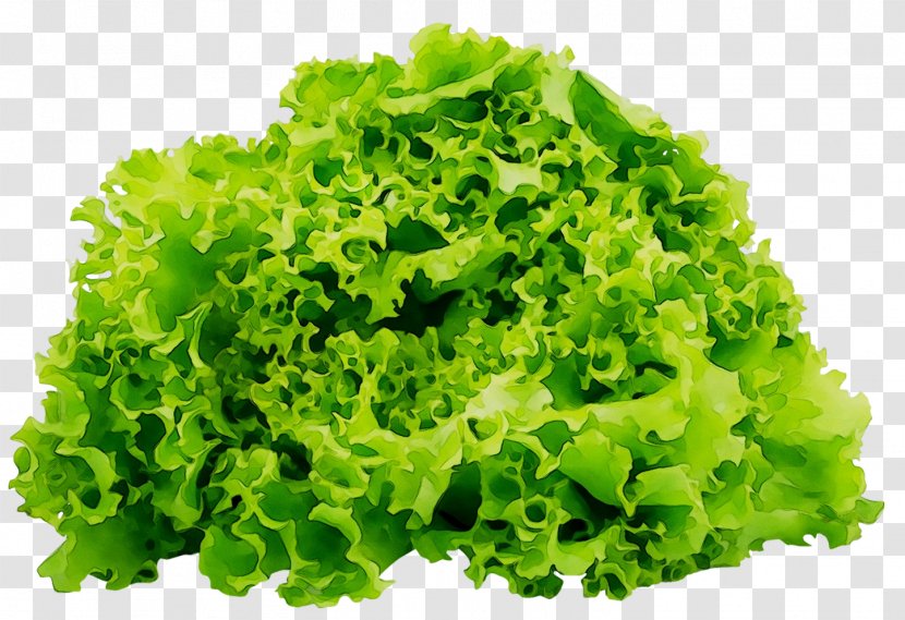 Romaine Lettuce Salad Red Leaf Organic - Endive - Variety Transparent PNG