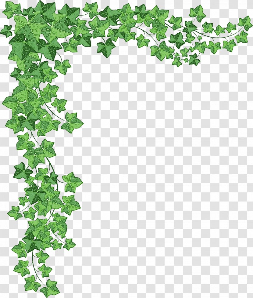 Drawing Of Family - Green - Vitis Ivy Transparent PNG