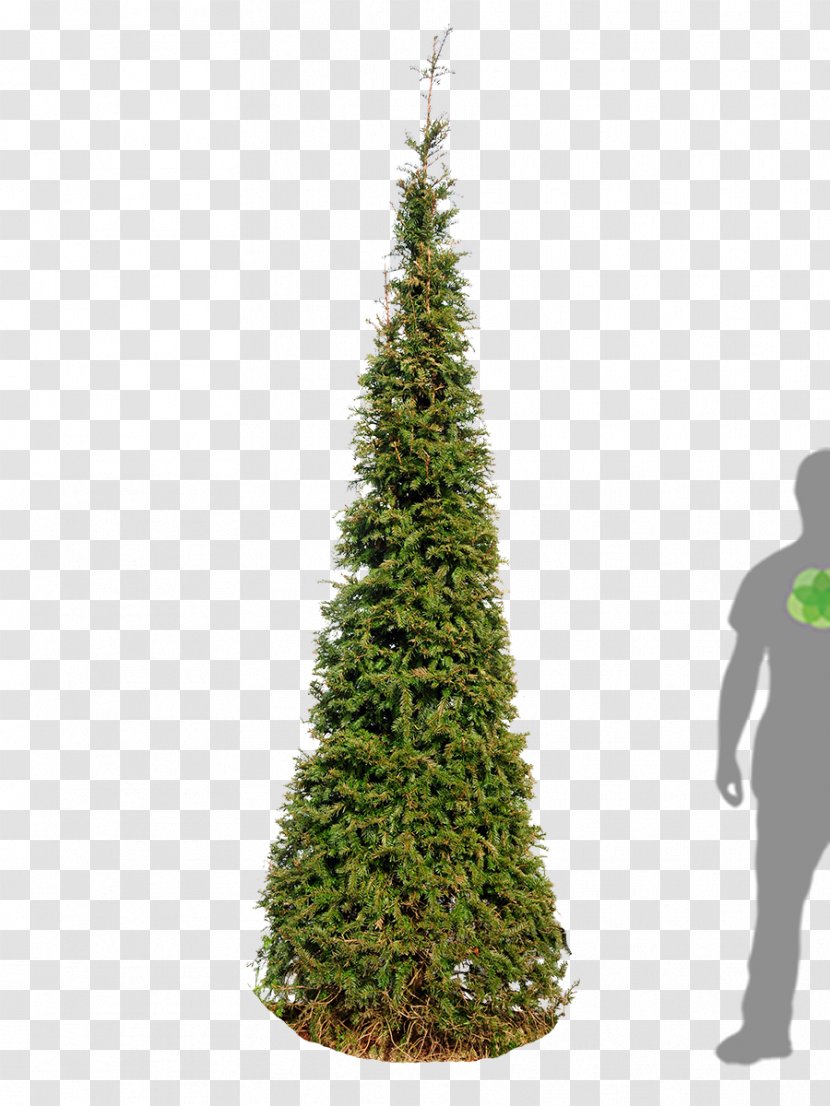 English Yew Spruce Pine Christmas Tree - Baumschule - Taxus Transparent PNG