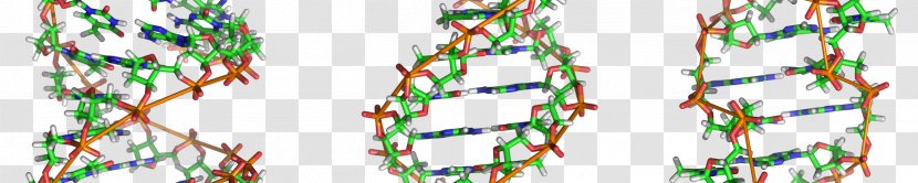 Z-DNA A-DNA Nucleic Acid Double Helix Structure - Adna - Dna Molecules Transparent PNG